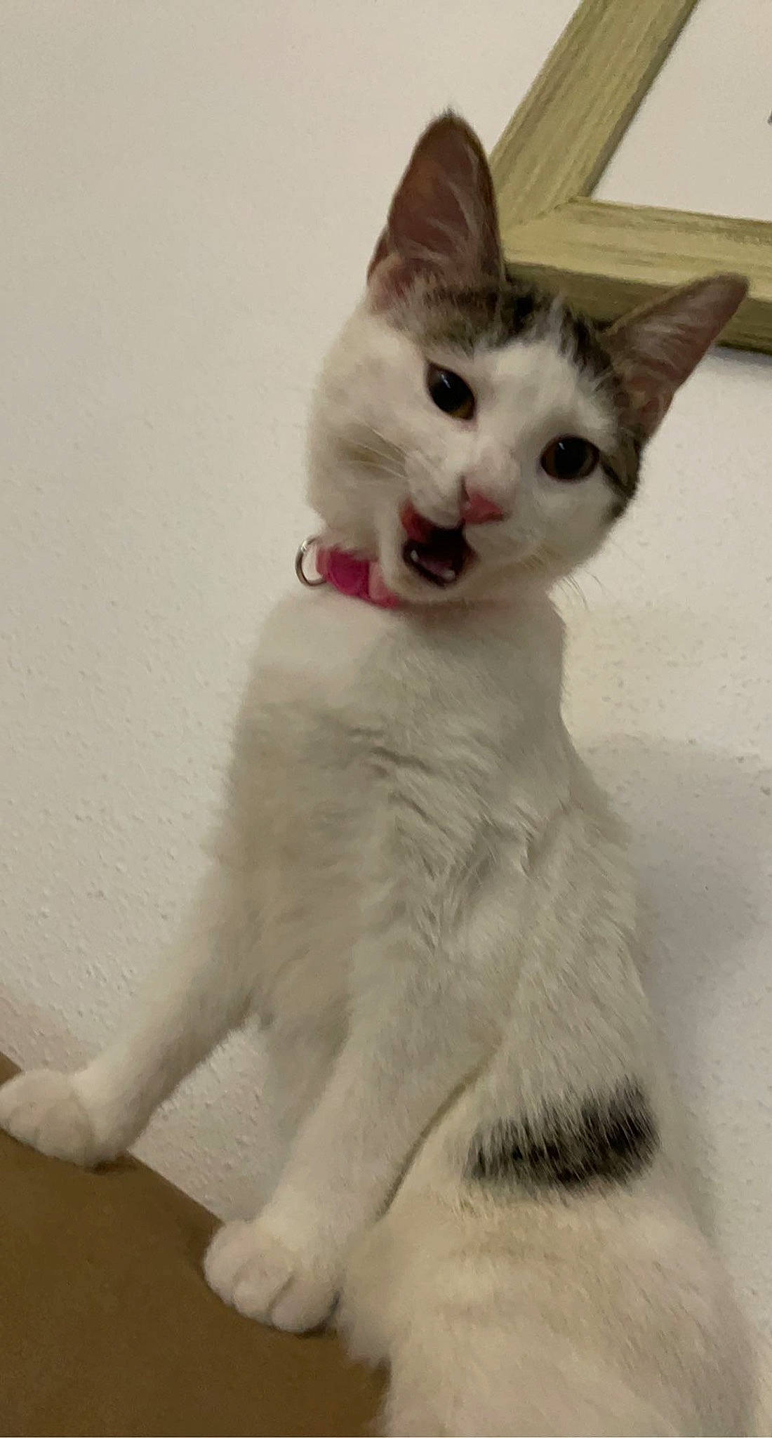 Bulma a rejoint le concours — aidez-le/la à gagner de superbes lots ! carnivore, cat, domestic_short_haired_cat, ear, felidae, fur, paw, small_to_medium_sized_cats, snout, tail, terrestrial_animal, vehicle_registration_plate, whiskers