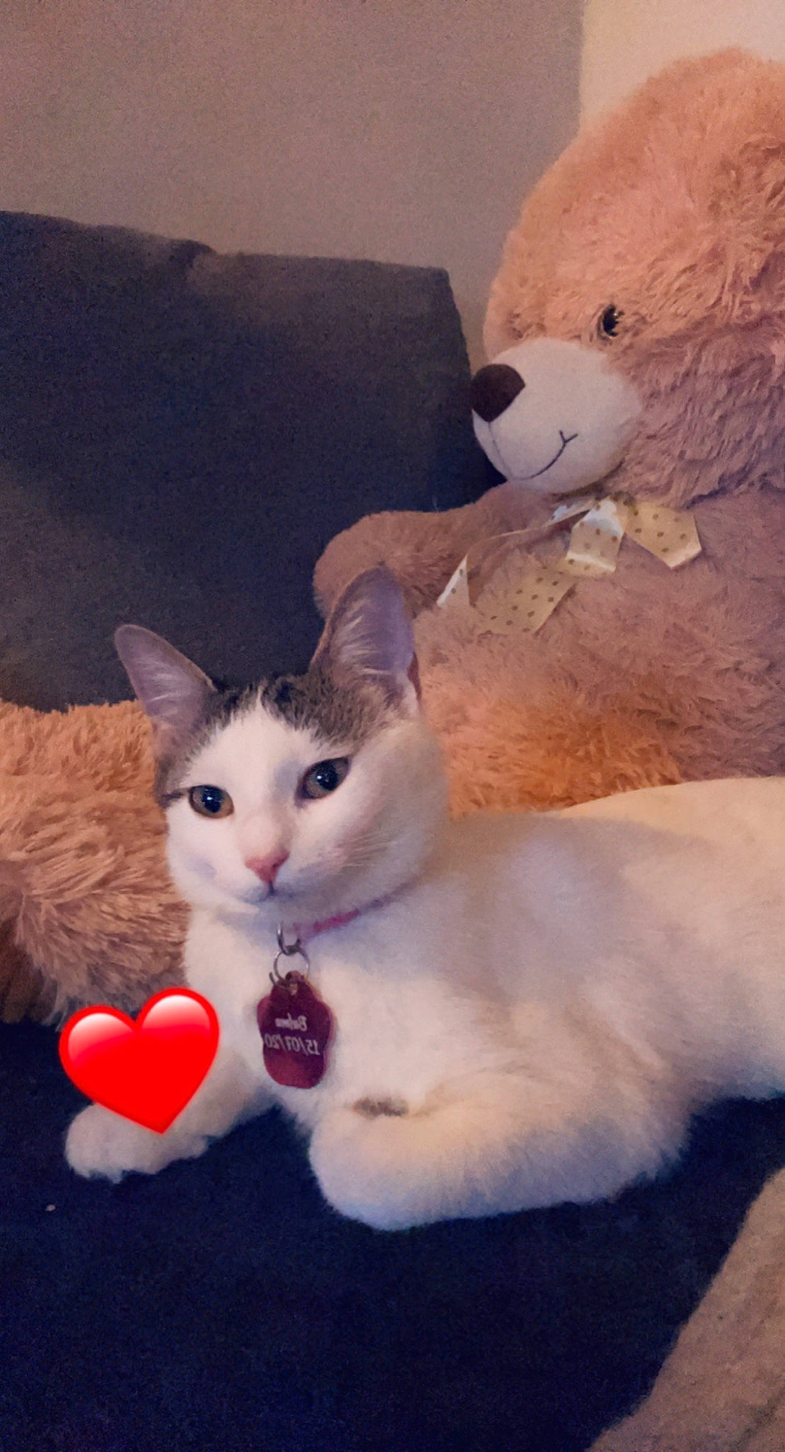 Bulma a rejoint le concours — aidez-le/la à gagner de superbes lots ! box, carmine, carnivore, cat, comfort, couch, domestic_short_haired_cat, fawn, felidae, fur, mammal, nose, paw, small_to_medium_sized_cats, snout, tail, toy, vertebrate, whiskers, white