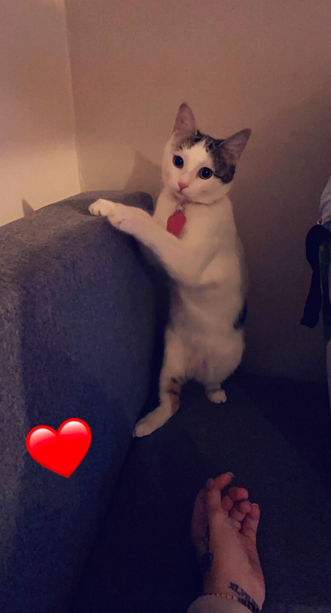 Bulma a rejoint le concours — aidez-le/la à gagner de superbes lots ! carmine, carnivore, cat, comfort, companion_dog, domestic_short_haired_cat, eye, felidae, flooring, foot, fur, grey, human_leg, leg, paw, room, sitting, small_to_medium_sized_cats, tail, whiskers