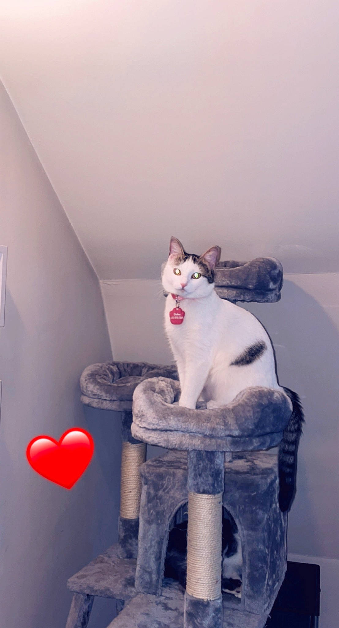 Bulma a rejoint le concours — aidez-le/la à gagner de superbes lots ! art, carnivore, cat, comfort, felidae, flooring, formal_wear, fur, grey, magenta, paint, plaster, room, sculpture, sitting, small_to_medium_sized_cats, tail, visual_arts, whiskers