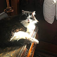 Meowmeow is registered to the contest to win money with this photo: cat, black_and_white, fluffy, long_hair, tuxedo_cat, pet, animal, sitting, lounging, sunlight, sunbeam, indoor, furniture, wooden_table, ornate, home, cushion, bedroom, portrait, relaxed