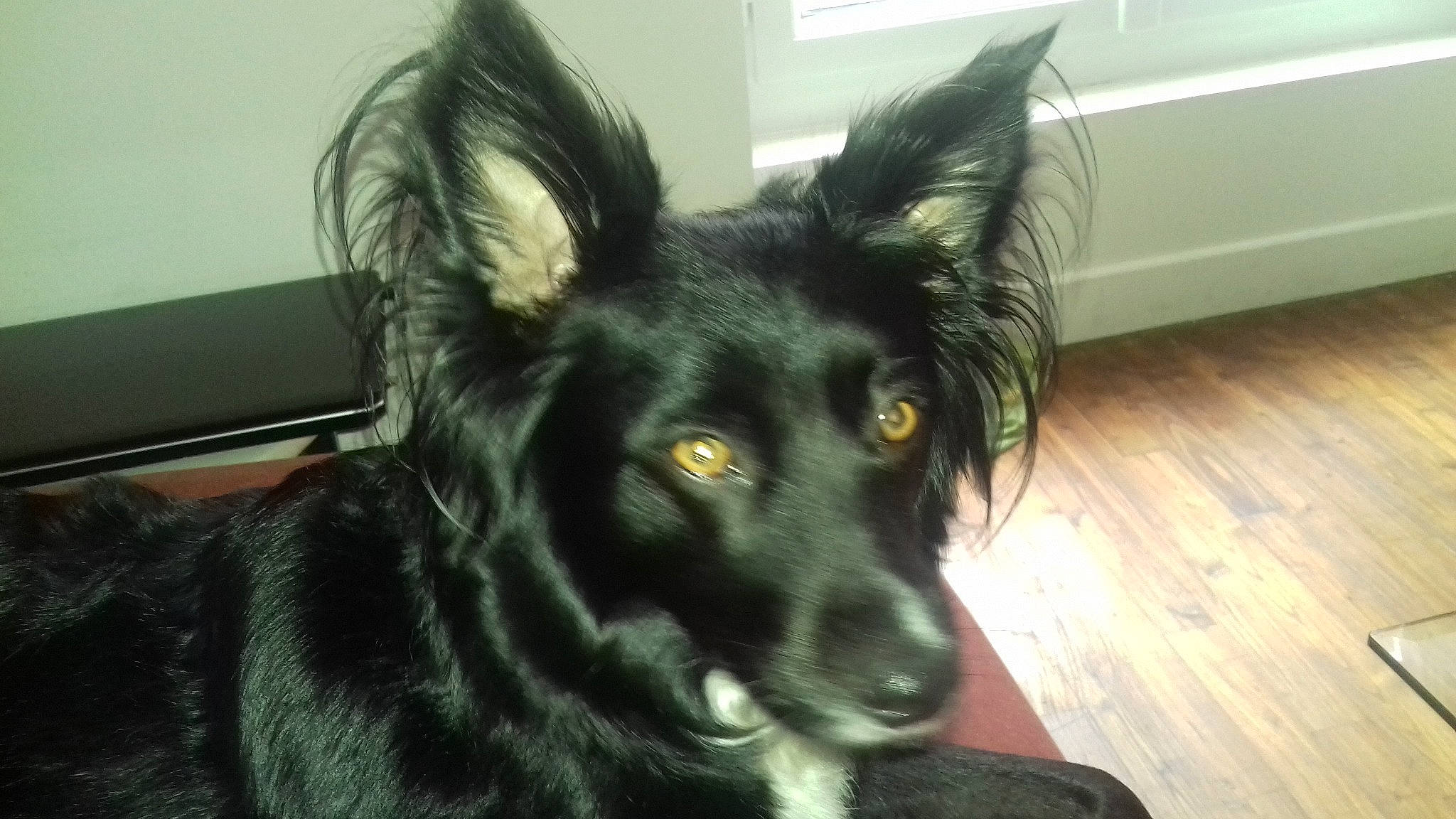 Jade a rejoint le concours — aidez-le/la à gagner de superbes lots ! canidae, carnivore, dog, dog_breed, ear, mammal, rare_breed_dog, snout, sporting_group, vertebrate, whiskers