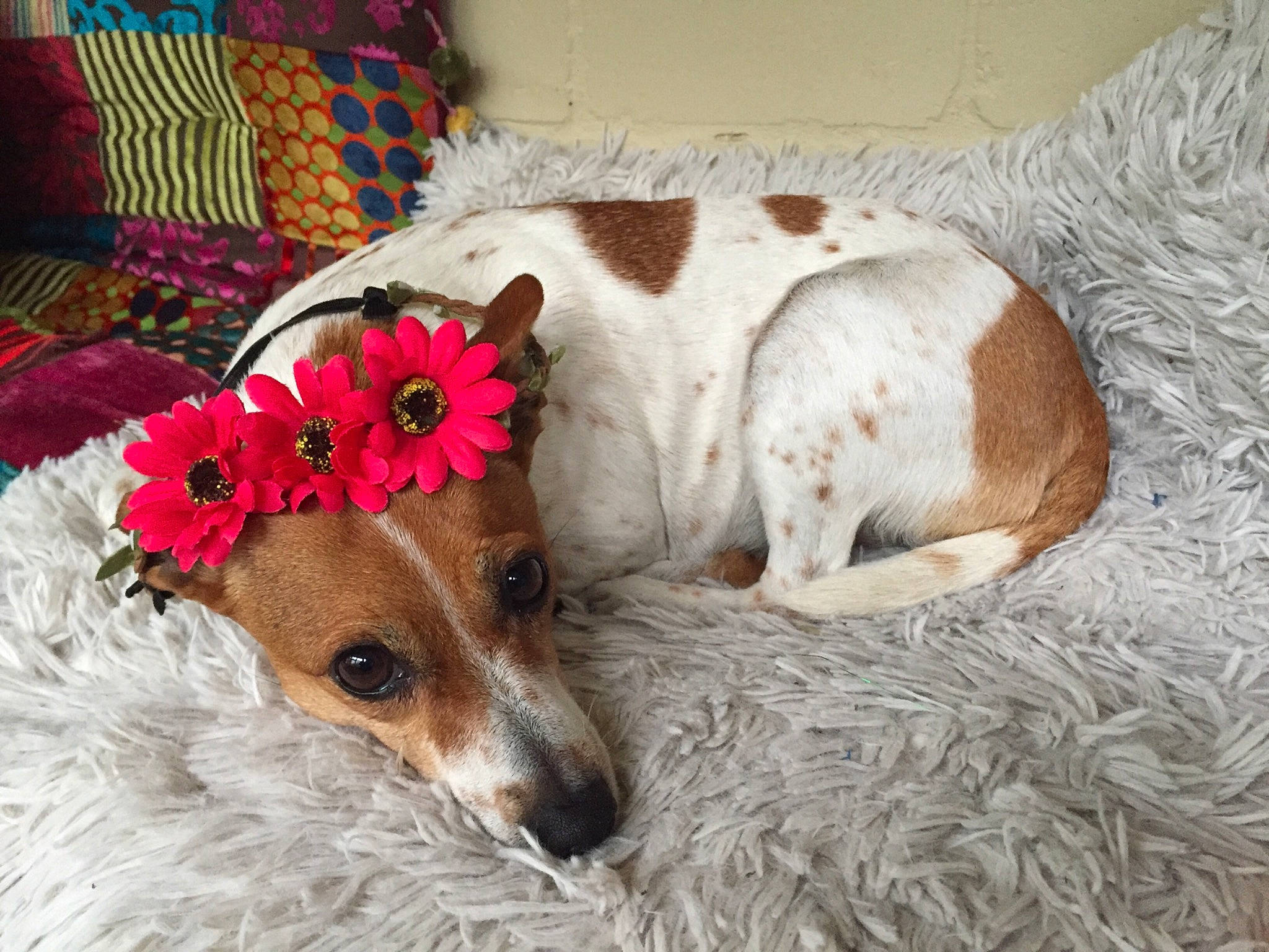 Diva joined the competition — help win amazing prizes! canidae, carnivore, companion_dog, dog, dog_breed, fawn, mammal, parson_russell_terrier, puppy, rat_terrier, russell_terrier, teddy_roosevelt_terrier, tenterfield_terrier