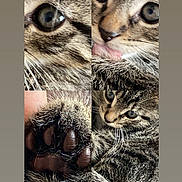 Wesker is registered to the contest to win money with this photo: cat, tabby_cat, kitten, feline, close_up, collage, portrait, face, eyes, whiskers, nose, tongue, paw, toe_beans, fur, striped_fur, lying_down, cute, indoor, photography