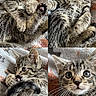kitten, cat, tabby, pet, animal, feline, portrait, close_up, collage, four_panel, striped_blanket, indoor, cozy, fluffy, whiskers, blue_eyes, sitting, lying_down, playful, cute