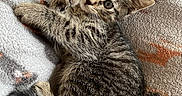 Wesker joined the competition — help win amazing prizes! kitten, cat, tabby, striped, pet, animal, feline, blue_eyes, whiskers, ears, paws, tail, fur, lying_down, cuddling, blanket, cozy, indoor, portrait, cute