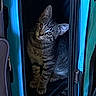 Wesker is registered to the contest to win money with this photo: cat, kitten, tabby, animal, pet, feline, face, eyes, ears, whiskers, fur, striped_fur, curious, sitting, carrier, travel_bag, blue, indoors, portrait, close_up