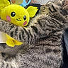 Wesker joined the competition — help win amazing prizes! cat, tabby_cat, kitten, furry, fluffy, sleeping, cuddling, plush_toy, pikachu, yellow_toy, paw, whiskers, ears, striped_fur, close_up, cozy, blanket, indoor, pet, cute