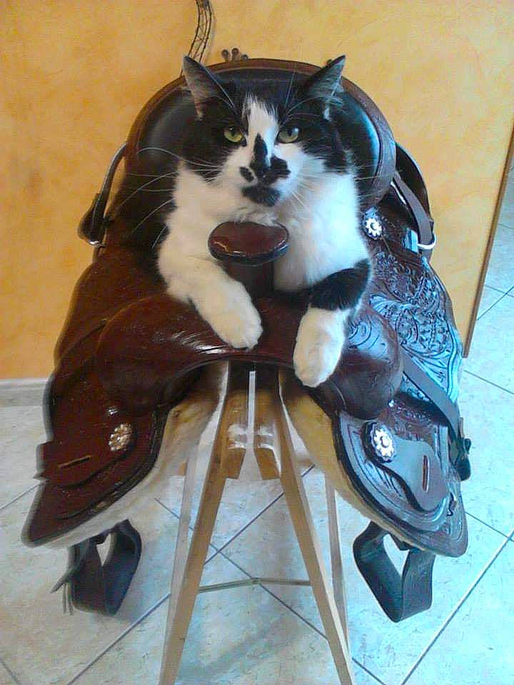 Bouboule a rejoint le concours — aidez-le/la à gagner de superbes lots ! bag, canidae, carnivore, cat, companion_dog, electric_blue, fashion_accessory, fashion_design, fawn, felidae, formal_wear, fur, high_heels, human_leg, personal_protective_equipment, small_to_medium_sized_cats, stuffed_toy, tail, toy, whiskers