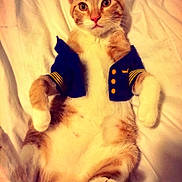 Godzilla joined the competition — help win amazing prizes! bed, belly, cat, costume, cute, ears, eyes, feline, ginger_cat, indoor, jacket, lying_on_back, paws, pet, pink_paw_pads, portrait, relaxed, soft_lighting, whiskers, white_bedspread