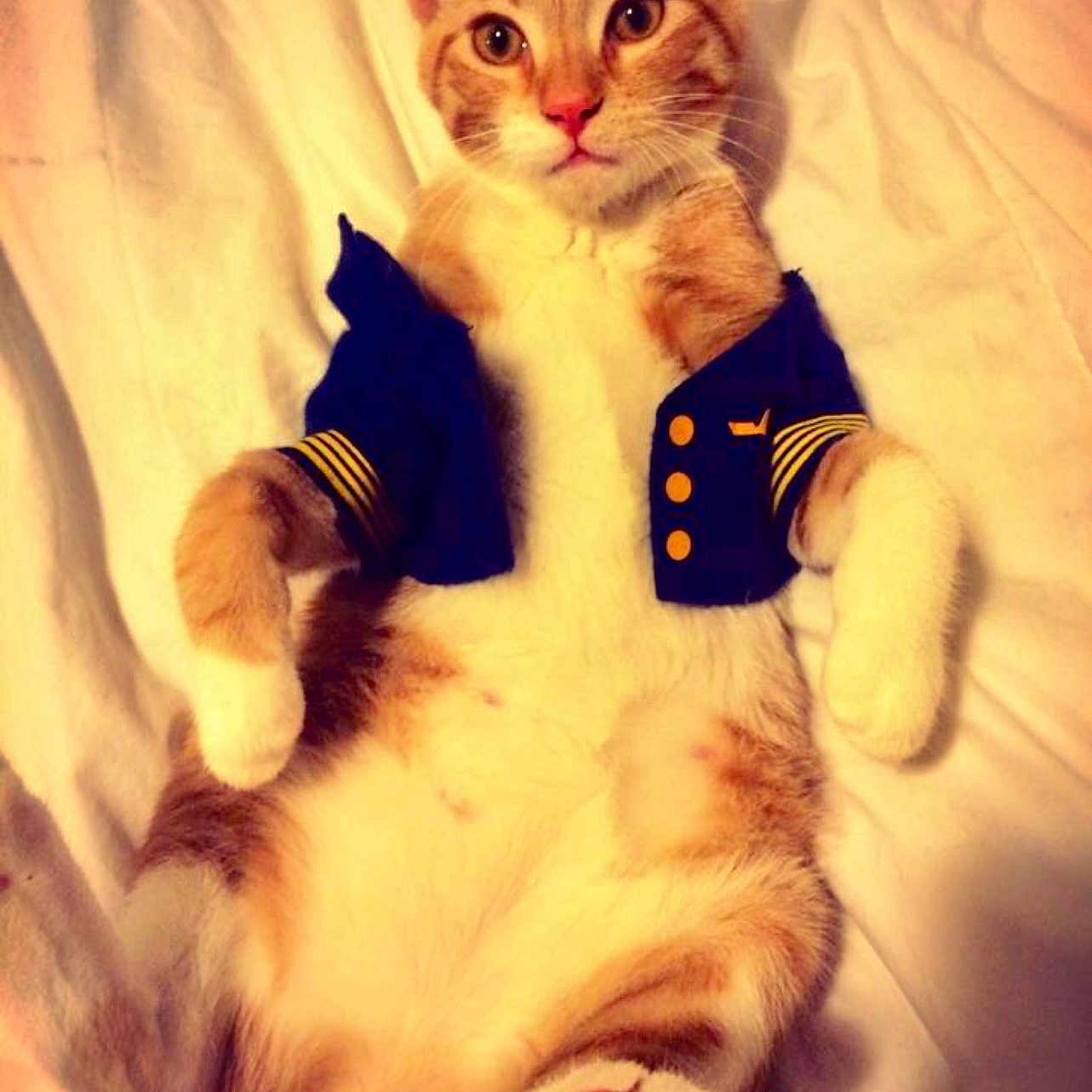 Godzilla joined the competition — help win amazing prizes! bed, belly, cat, costume, cute, ears, eyes, feline, ginger_cat, indoor, jacket, lying_on_back, paws, pet, pink_paw_pads, portrait, relaxed, soft_lighting, whiskers, white_bedspread