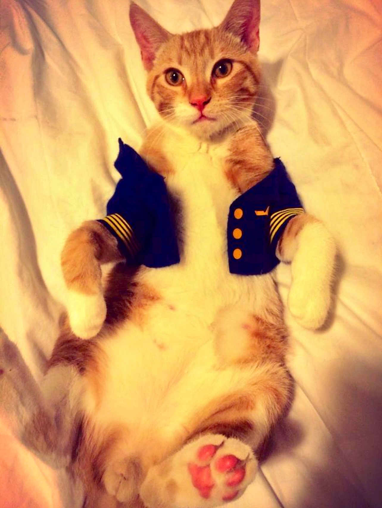 Godzilla joined the competition — help win amazing prizes! bed, belly, cat, costume, cute, ears, eyes, feline, ginger_cat, indoor, jacket, lying_on_back, paws, pet, pink_paw_pads, portrait, relaxed, soft_lighting, whiskers, white_bedspread
