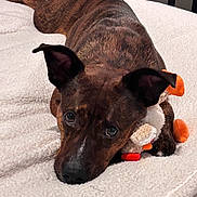 Lila is registered to the contest to win money with this photo: dog, brindle, pet, lying_down, blanket, plush_toy, cozy, indoor, cute, ears, face, nose, paws, fur, animal, companion, resting, looking_up, soft_texture, domestic