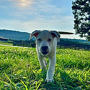 Ghost joined the competition — help win amazing prizes! puppy, dog, grass, sun, field, outdoor, nature, sky, tree, sunlight, animal, canine, pet, playful, summer, greenery, walking, daytime, cute, young