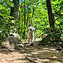 Ghost joined the competition — help win amazing prizes! puppy, dog, forest, trail, nature, greenery, trees, sunlight, outdoor, path, rocks, plants, leaves, canine, young_dog, animal, daylight, wilderness, park, walking