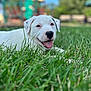 animal, blue_sky, blurred_background, cute, dog, grass, greenery, happy, nature, outdoor, park, pet, playground, puppy, smiling, summer, sunny_day, tongue_out, white_dog, young_dog