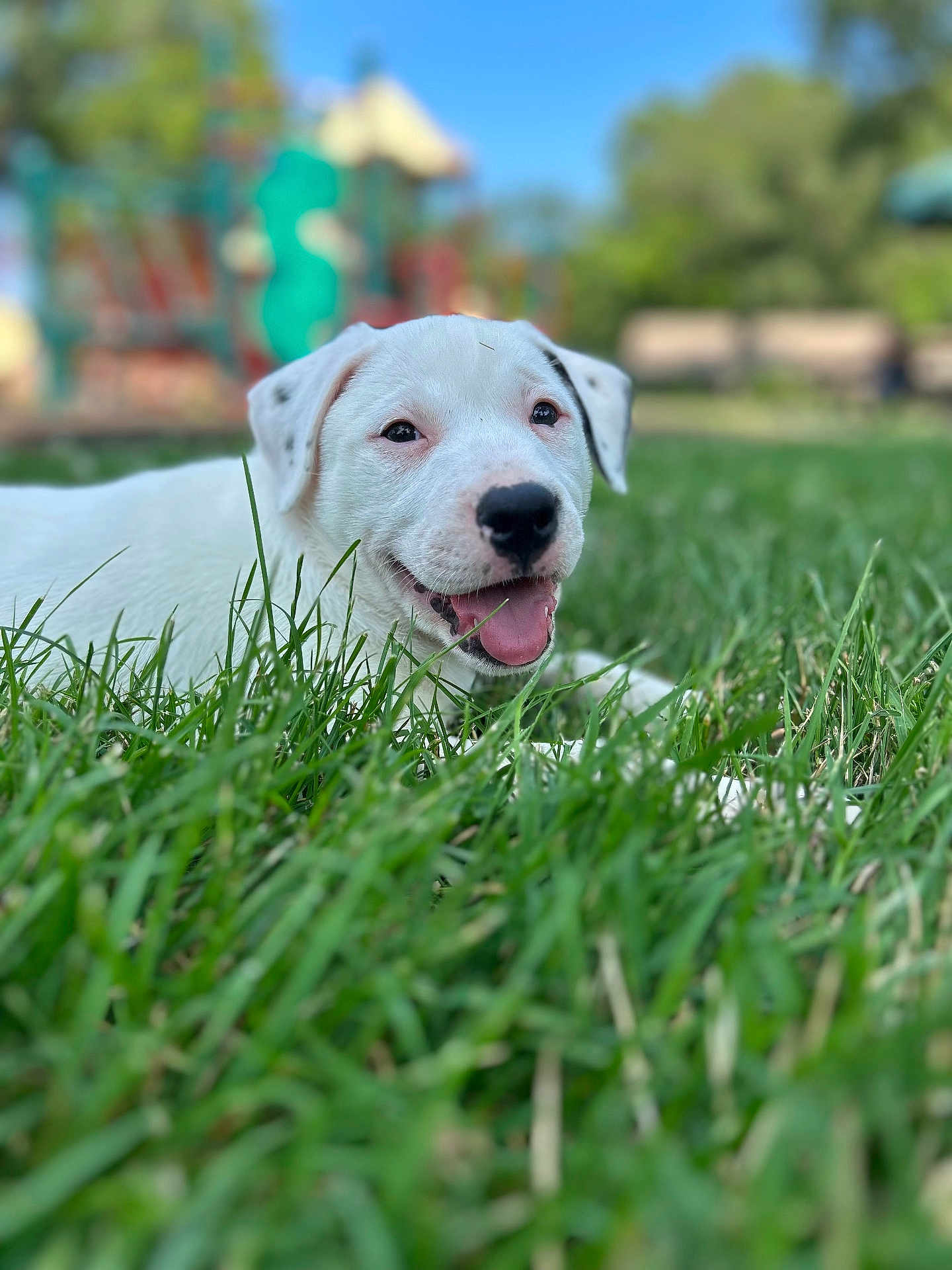 Ghost joined the competition — help win amazing prizes! puppy, dog, white_dog, grass, outdoor, playground, blue_sky, happy, tongue_out, smiling, young_dog, nature, pet, animal, cute, summer, greenery, blurred_background, sunny_day, park