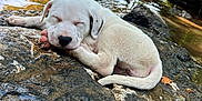 Ghost joined the competition — help win amazing prizes! puppy, dog, sleeping, white_dog, rock, river, water, nature, outdoor, trees, greenery, peaceful, animal, young_dog, resting, canine, sunlight, daytime, scenic, relaxation