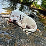animal, canine, daytime, dog, greenery, nature, outdoor, peaceful, puppy, relaxation, resting, river, rock, scenic, sleeping, sunlight, trees, water, white_dog, young_dog
