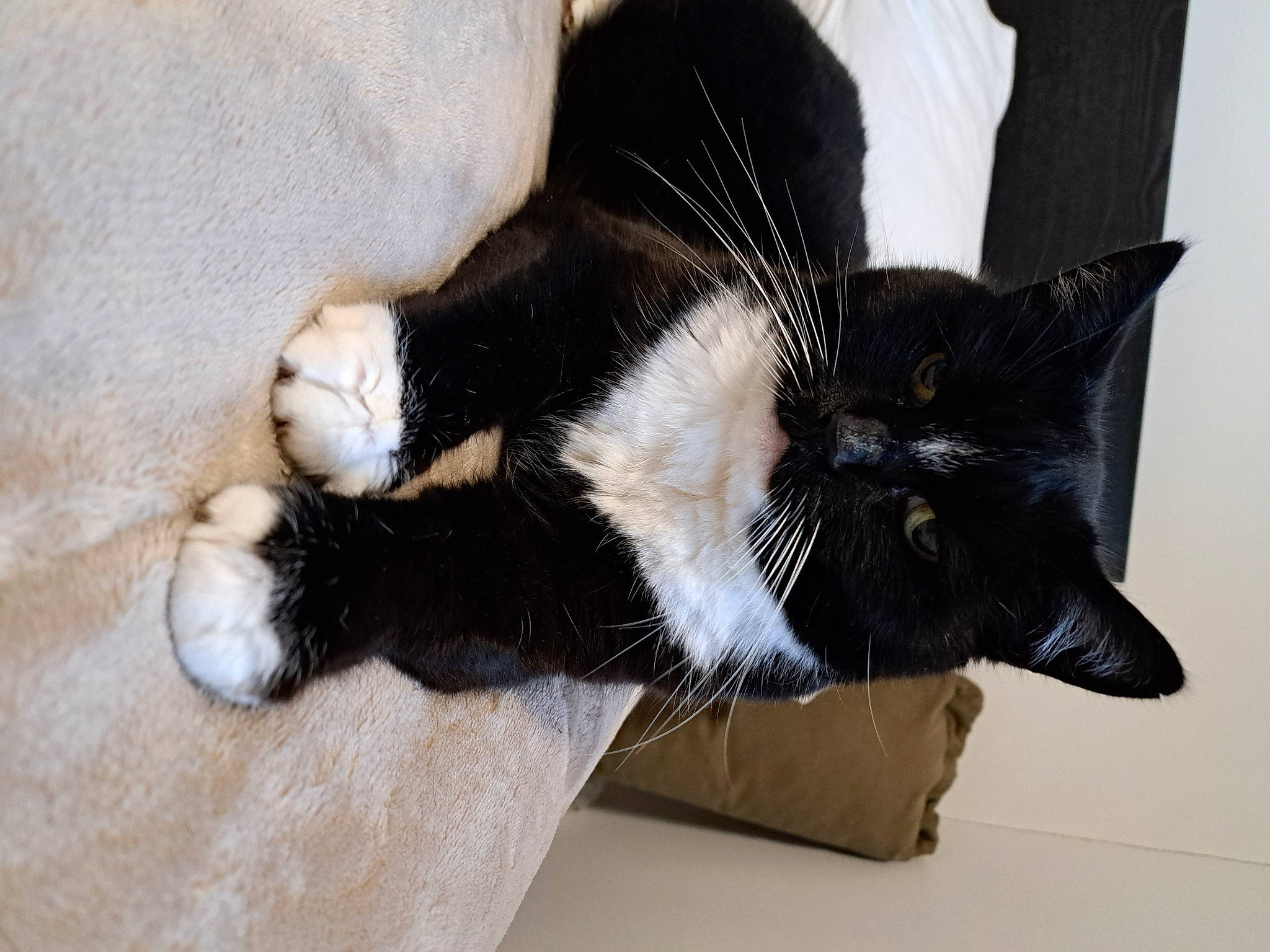 Chelsea is registered to the contest to win money with this photo: black_cat, canidae, carnivore, cat, claw, comfort, dog_breed, domestic_short_haired_cat, eye, felidae, foot, fur, human_leg, paw, small_to_medium_sized_cats, snout, sporting_group, tail, whiskers, window