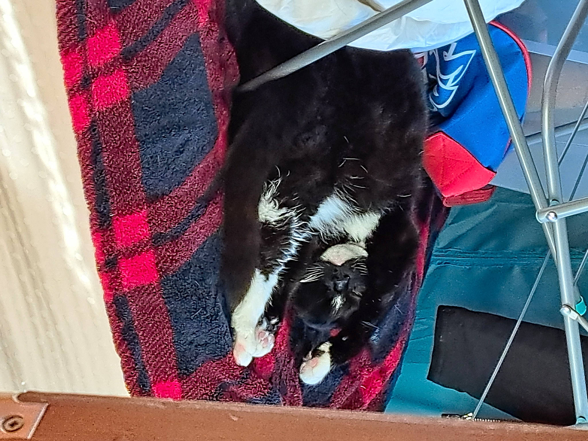 Chelsea joined the competition — help win amazing prizes! carmine, carnivore, collar, companion_dog, dog, dog_breed, dog_supply, electric_blue, fashion_accessory, linens, magenta, pattern, pet_supply, plaid, red, sleeve, tartan, tent, textile, tints_and_shades