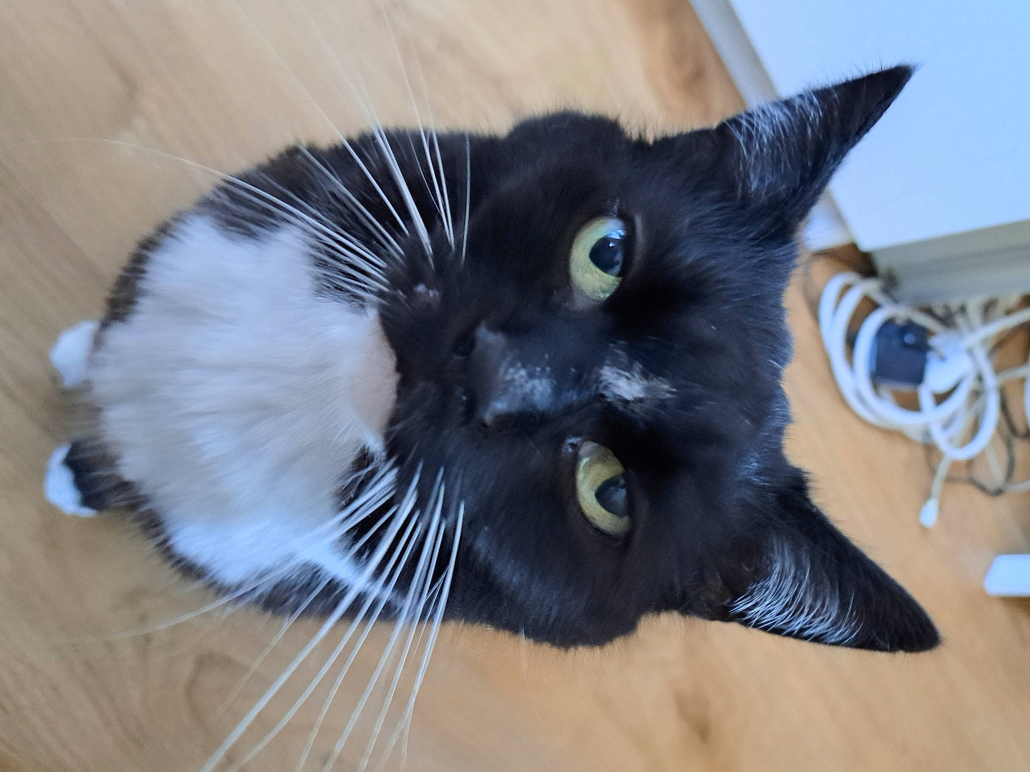 Chelsea is registered to the contest to win money with this photo: black_cat, carnivore, cat, claw, domestic_short_haired_cat, electric_blue, felidae, fur, paw, small_to_medium_sized_cats, snout, tail, whiskers