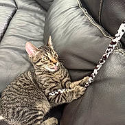 Oreo is registered to the contest to win money with this photo: kitten, tabby, cat, pet, playing, toy, stick, couch, leather, furniture, indoor, animal, cute, young, paw, striped, whiskers, ears, tongue, curious