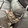 kitten, tabby, cat, pet, playing, toy, stick, couch, leather, furniture, indoor, animal, cute, young, paw, striped, whiskers, ears, tongue, curious