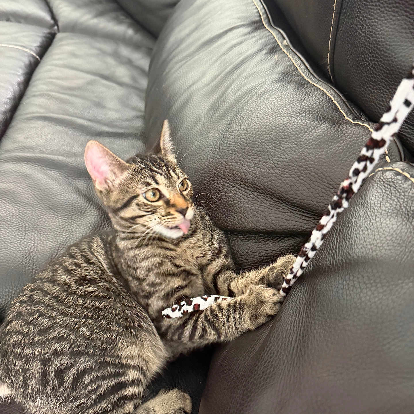 Oreo