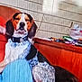 dog, indoor, wooden_wall, collar, sitting, pet, brown, white, black, mixed_breed, furniture, clutter, background, calm, medium_size, canine, domestic_animal, resting, companion, house