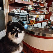 Albator a rejoint le concours — aidez-le/la à gagner de superbes lots ! animal, bar, beer_glass, blue_eyes, bottles, cafe, counter, cozy, cups, dog, espresso_machine, fluffy, furniture, glassware, indoor, pet, portrait, sitting, warm_lighting, wooden_shelves