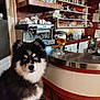 animal, bar, beer_glass, blue_eyes, bottles, cafe, counter, cozy, cups, dog, espresso_machine, fluffy, furniture, glassware, indoor, pet, portrait, sitting, warm_lighting, wooden_shelves