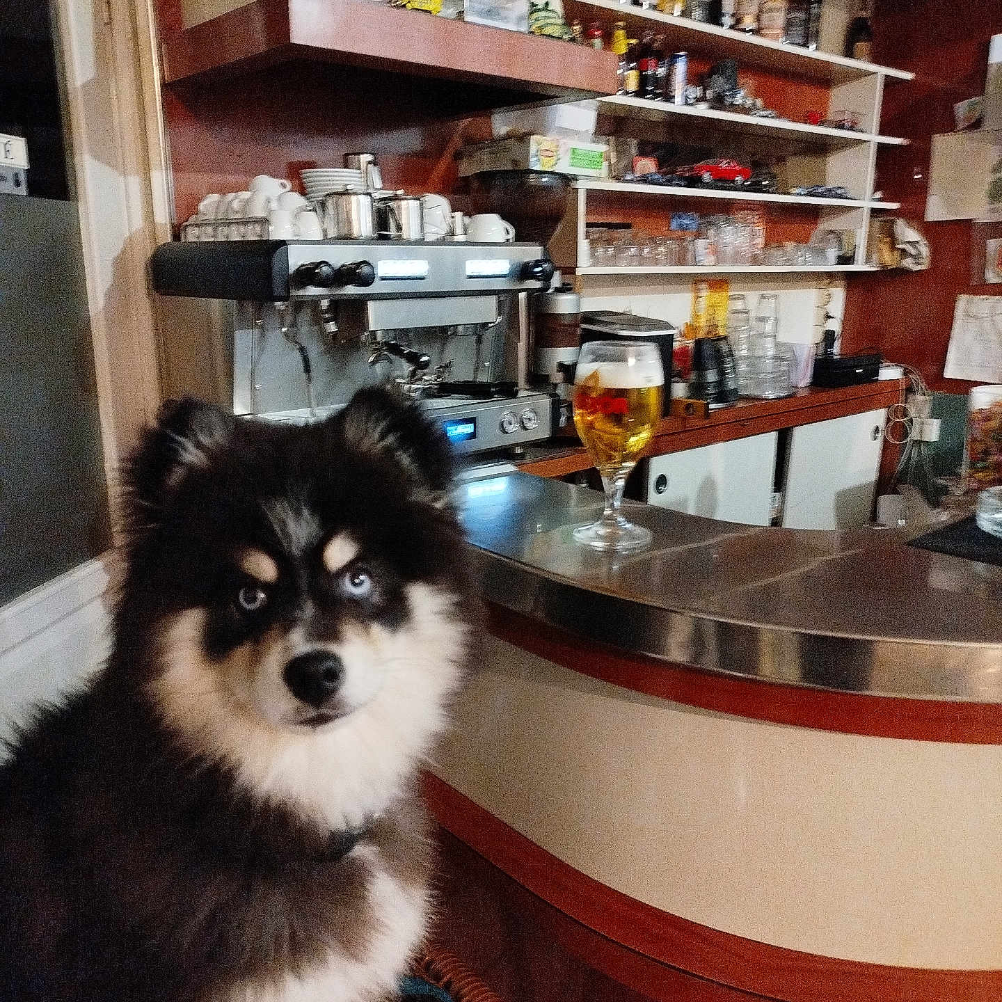 Albator a rejoint le concours — aidez-le/la à gagner de superbes lots ! animal, bar, beer_glass, blue_eyes, bottles, cafe, counter, cozy, cups, dog, espresso_machine, fluffy, furniture, glassware, indoor, pet, portrait, sitting, warm_lighting, wooden_shelves