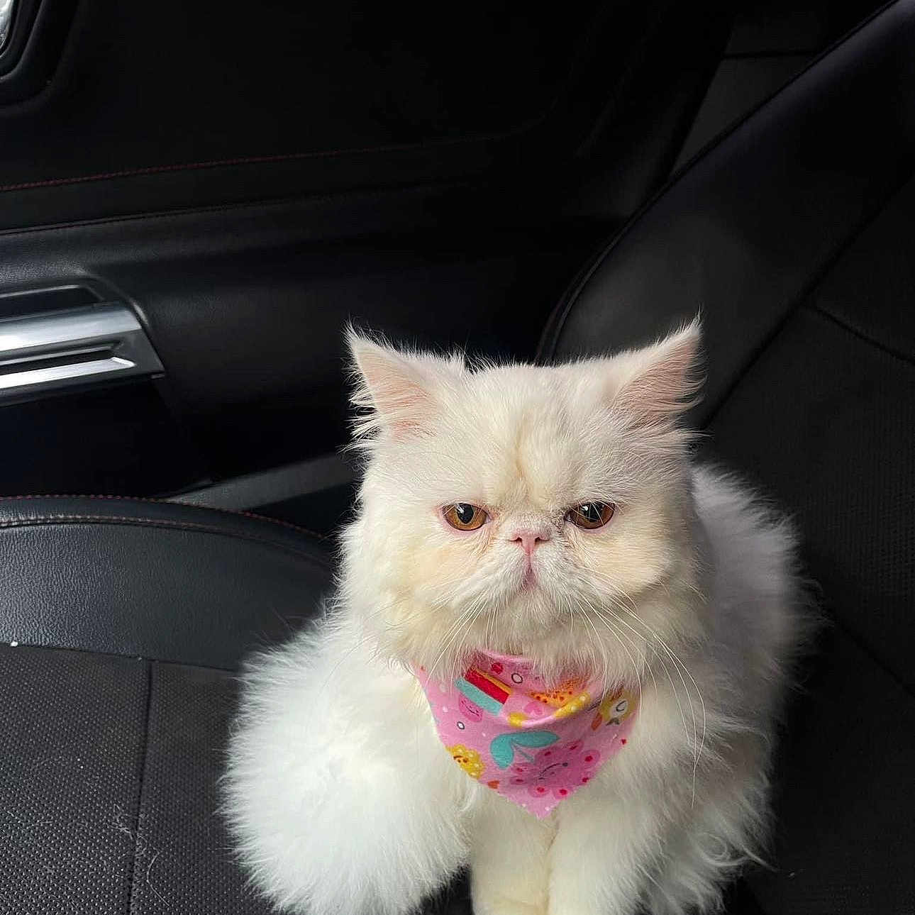 Coco joined the competition — help win amazing prizes! accessories, angora, animal, belt, bodypart, canine, car, cat, cushion, dog, headrest, homedecor, kitten, mouth, person, pet, puppy, snout, transportation, vehicle