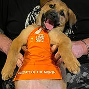 Mary Jane is registered to the contest to win money with this photo: puppy, dog, orange_apron, home_depot, smiling, tongue_out, person_holding, black_clothing, camouflage_pants, cute, pet, indoor, happy, young_dog, animal, apron, hand, beige_fur, portrait, funny