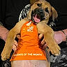 puppy, dog, orange_apron, home_depot, smiling, tongue_out, person_holding, black_clothing, camouflage_pants, cute, pet, indoor, happy, young_dog, animal, apron, hand, beige_fur, portrait, funny