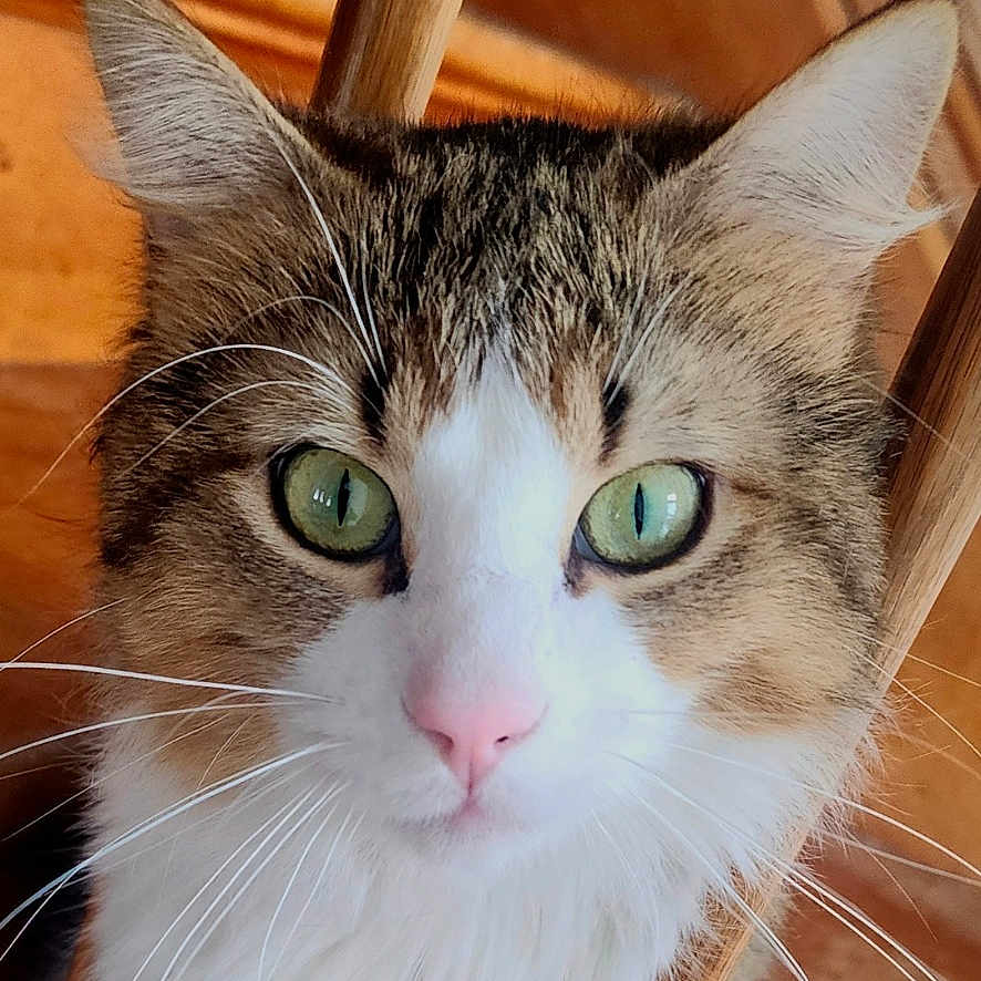 French Fry joined the competition — help win amazing prizes! abyssinian, angora, animal, box, cat, drawer, face, furniture, hardwood, head, indoors, interiordesign, kitten, manx, person, pet, photography, plywood, siamese, wood