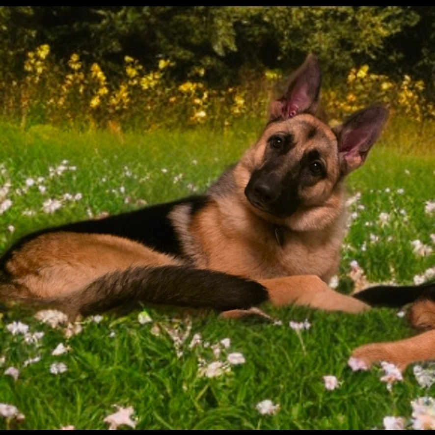 Luna joined the competition — help win amazing prizes! animal, ball, canine, dog, field, flower, germanshepherd, grass, grassland, green, lawn, nature, outdoors, pet, plant, puppy, sport, tennis, tennisball, yard