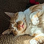 cat, orange_cat, white_cat, sleeping, carpet, sunlight, indoor, pet, feline, whiskers, paw, relaxed, cute, domestic_cat, animal, fluffy, resting, cozy, closeup, fur