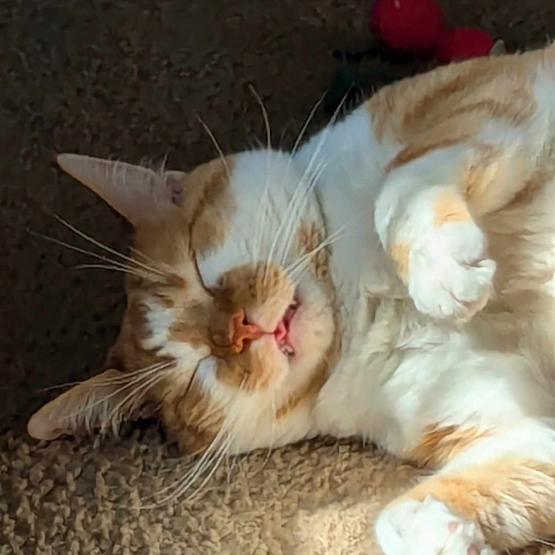 Jack joined the competition — help win amazing prizes! animal, carpet, cat, closeup, cozy, cute, domestic_cat, feline, fluffy, fur, indoor, orange_cat, paw, pet, relaxed, resting, sleeping, sunlight, whiskers, white_cat