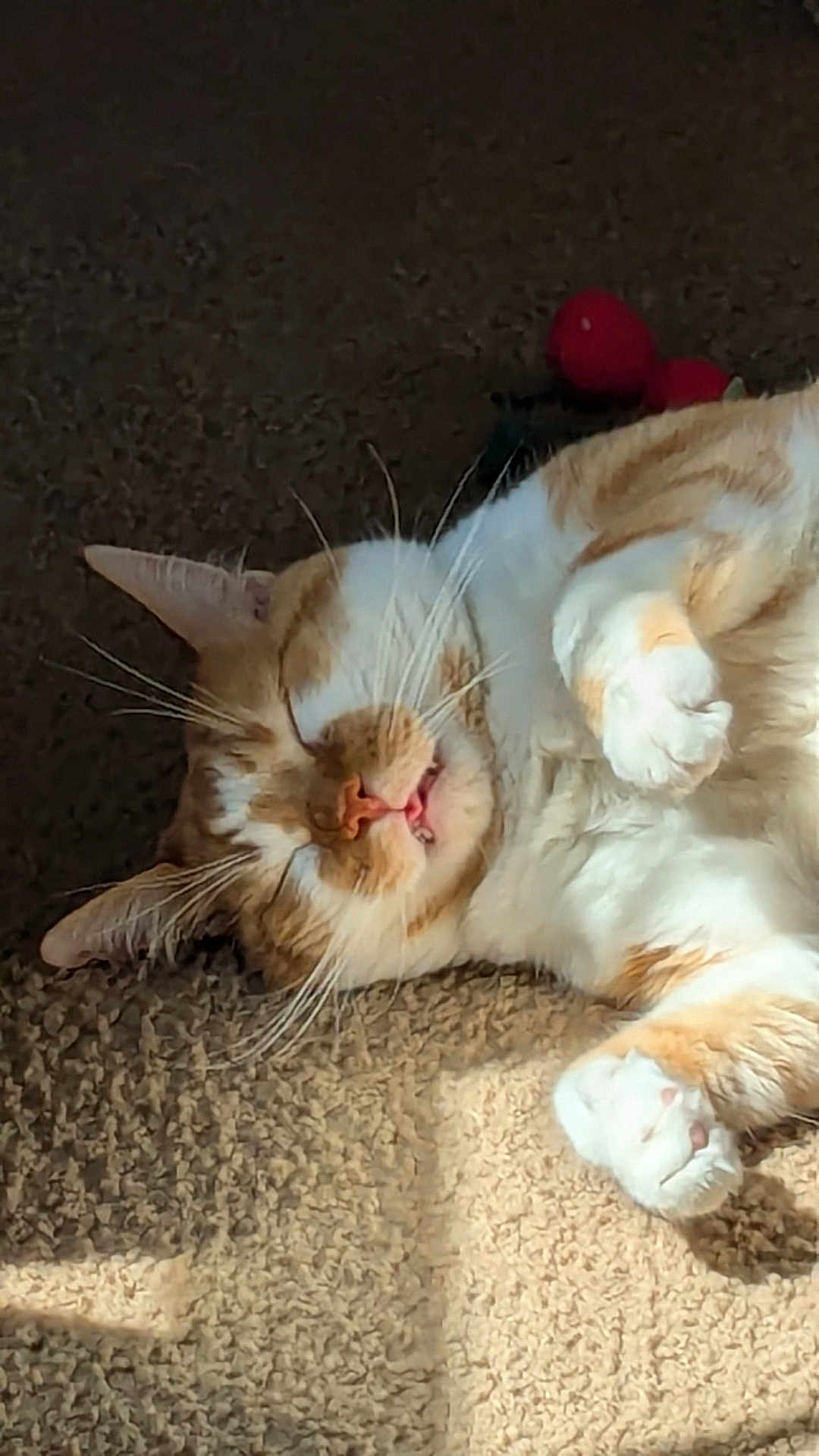 Jack joined the competition — help win amazing prizes! cat, orange_cat, white_cat, sleeping, carpet, sunlight, indoor, pet, feline, whiskers, paw, relaxed, cute, domestic_cat, animal, fluffy, resting, cozy, closeup, fur