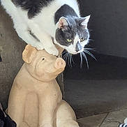 Leroy joined the competition — help win amazing prizes! animal, balancing, black_and_white_cat, carpet, cat, ceramic_statue, floor, funny, furniture, green_eyes, indoors, pet, playful, portrait, puppy_statue, shadow, sitting, standing, tile, whiskers