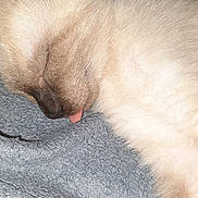 Isis a rejoint le concours — aidez-le/la à gagner de superbes lots ! cat, sleeping, tongue_out, close_up, feline, fur, cozy, blanket, resting, cute, pet, animal, indoor, soft, relaxed, whiskers, ear, face, nap, domestic_animal