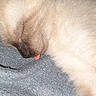 cat, sleeping, tongue_out, close_up, feline, fur, cozy, blanket, resting, cute, pet, animal, indoor, soft, relaxed, whiskers, ear, face, nap, domestic_animal