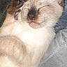 Isis participe au concours pour gagner de l'argent avec cette photo : cat, kitten, siamese, sleeping, paw, fur, close_up, cute, pet, animal, whiskers, relaxed, cozy, indoor, blanket, soft, face, resting, peaceful, young
