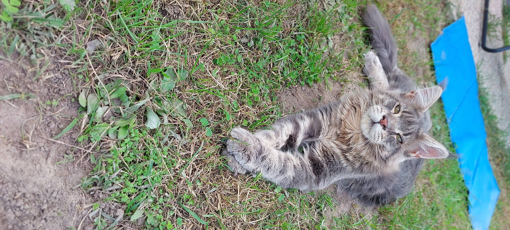 Unkut participe au concours pour gagner de l'argent avec cette photo : carnivore, cat, domestic_short_haired_cat, felidae, fur, grass, groundcover, paw, plant, small_to_medium_sized_cats, snout, soil, tail, terrestrial_animal, whiskers
