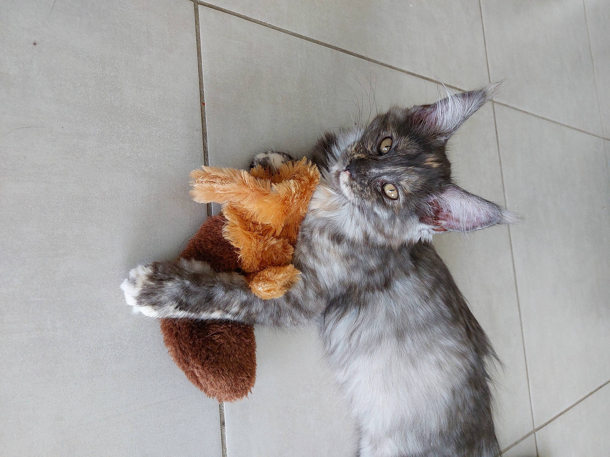 Triska participe au concours pour gagner de l'argent avec cette photo : canidae, carnivore, cat, cat_supply, claw, collar, dog_breed, domestic_short_haired_cat, fang, felidae, fur, paw, small_to_medium_sized_cats, sporting_group, tail, terrestrial_animal, whiskers, window