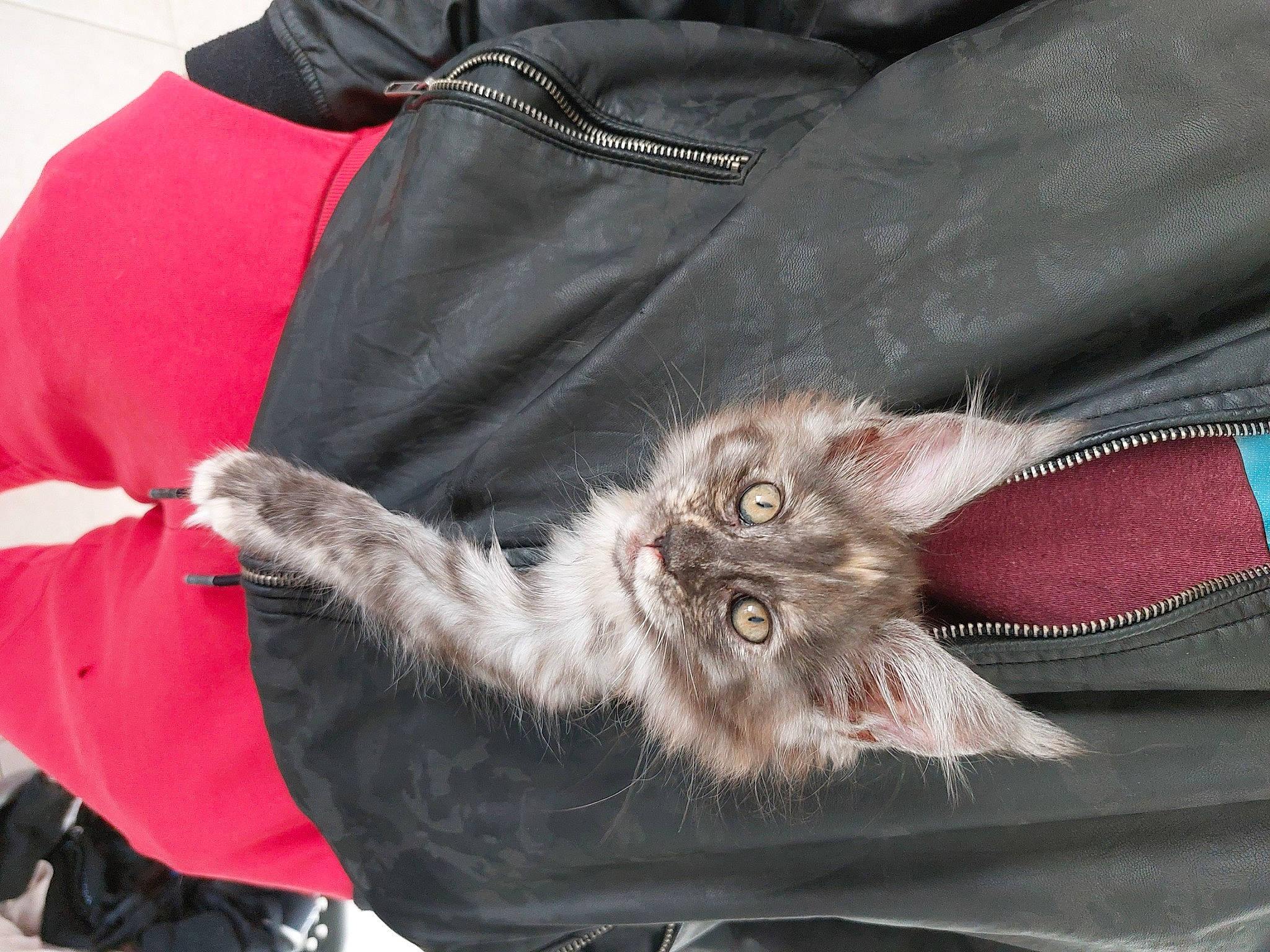 Triska a rejoint le concours — aidez-le/la à gagner de superbes lots ! black_cat, canidae, carnivore, cat, claw, comfort, dog_breed, domestic_short_haired_cat, fashion_accessory, fawn, felidae, fur, grey, paw, sleeve, small_to_medium_sized_cats, snout, sporting_group, tail, whiskers