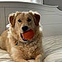 dog, golden_retriever, pet, bed, toy, orange_ball, indoor, window, white_bedspread, fur, cute, animal, playful, collar, relaxed, canine, house, light, resting, friendly