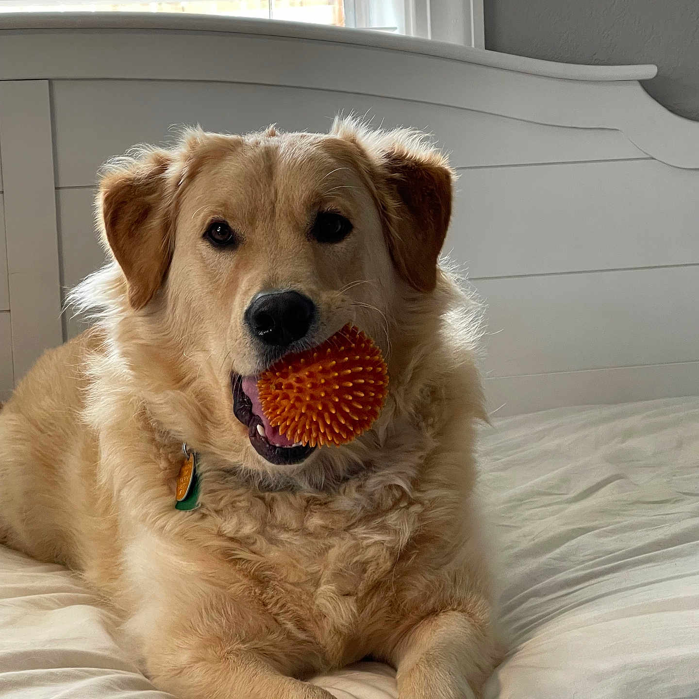 Cooper is registered to the contest to win money with this photo: animal, bed, canine, collar, cute, dog, friendly, fur, golden_retriever, house, indoor, light, orange_ball, pet, playful, relaxed, resting, toy, white_bedspread, window